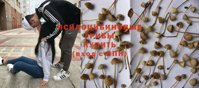 Галлюциногенные грибы Psilocybe Касли